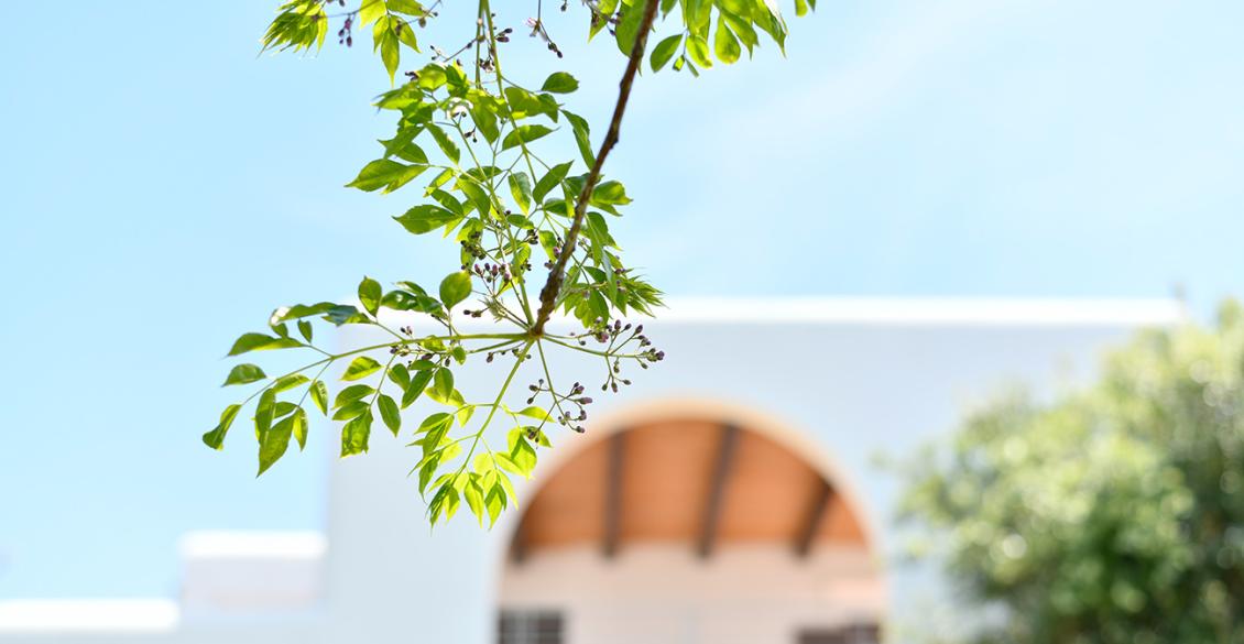 Terrazza soleggiata con tavolo decorato, sedie in vimini, vista su giardino verde e alberi.